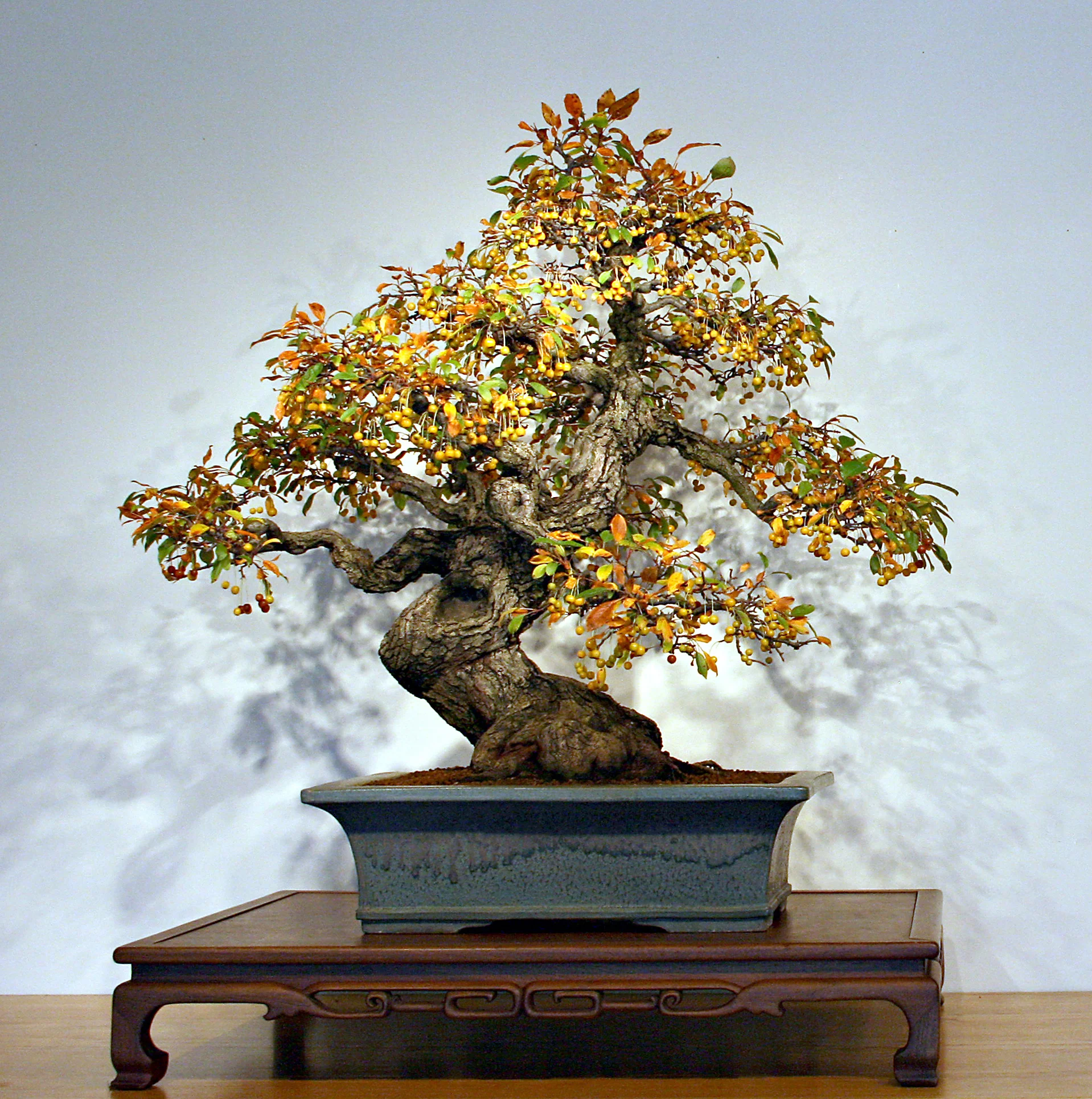 Japanese Collection — National Bonsai Foundation